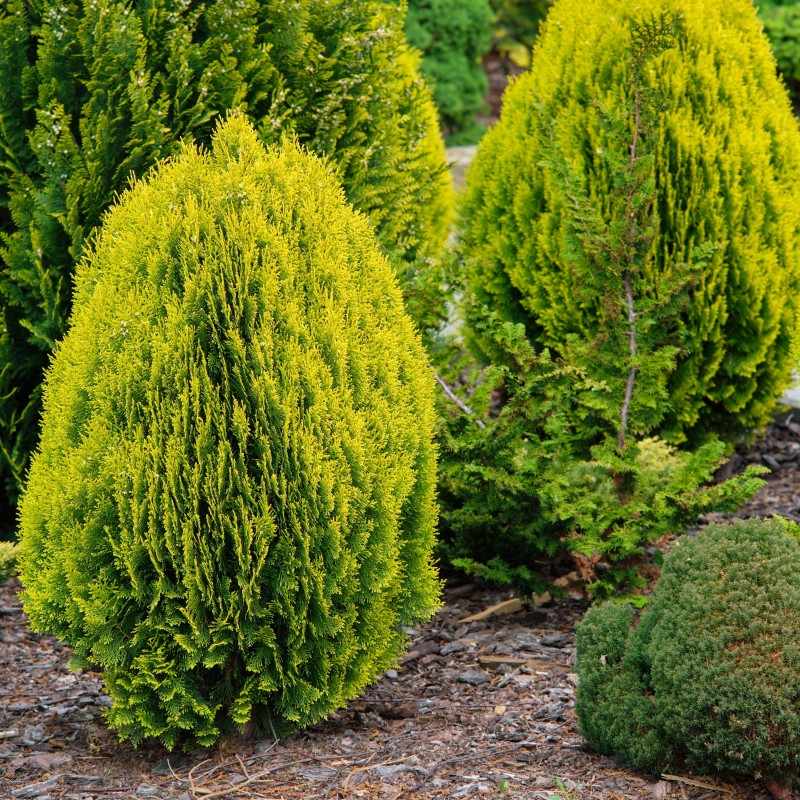 Thuja or.Aura Nana