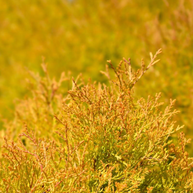 Thuja Rheingold 