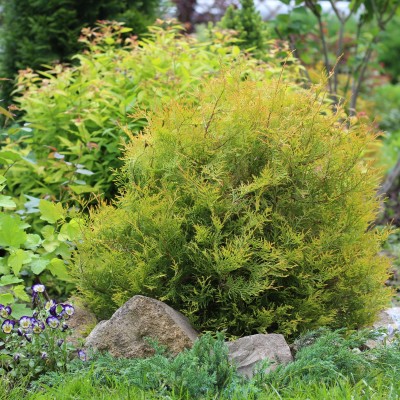Thuja Rheingold