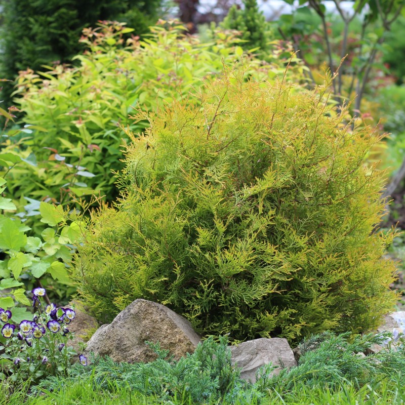 Thuja Rheingold 