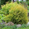 Thuja Rheingold 