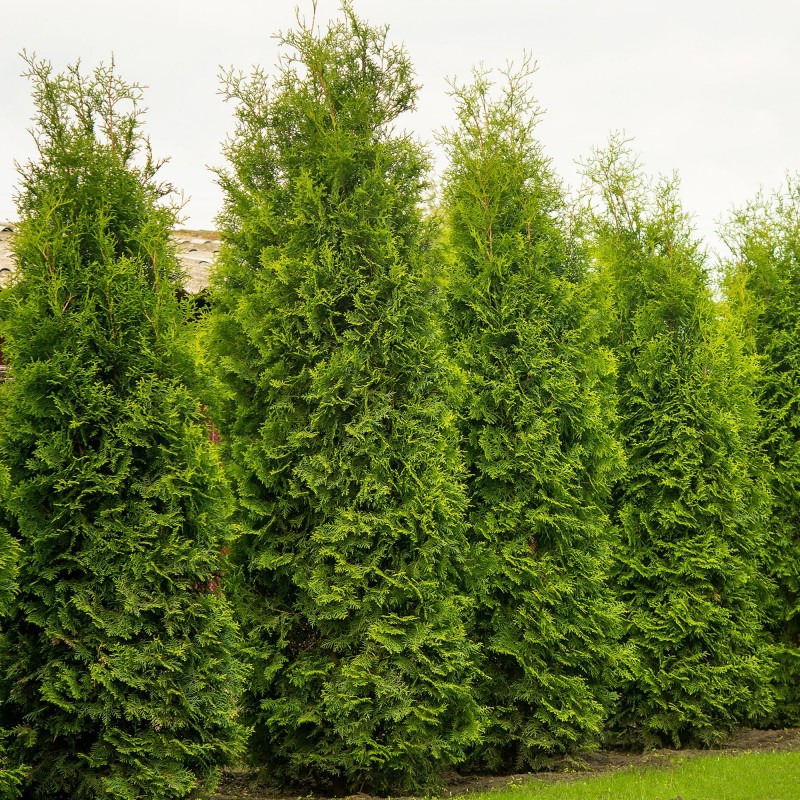 Thuja Smaragd 