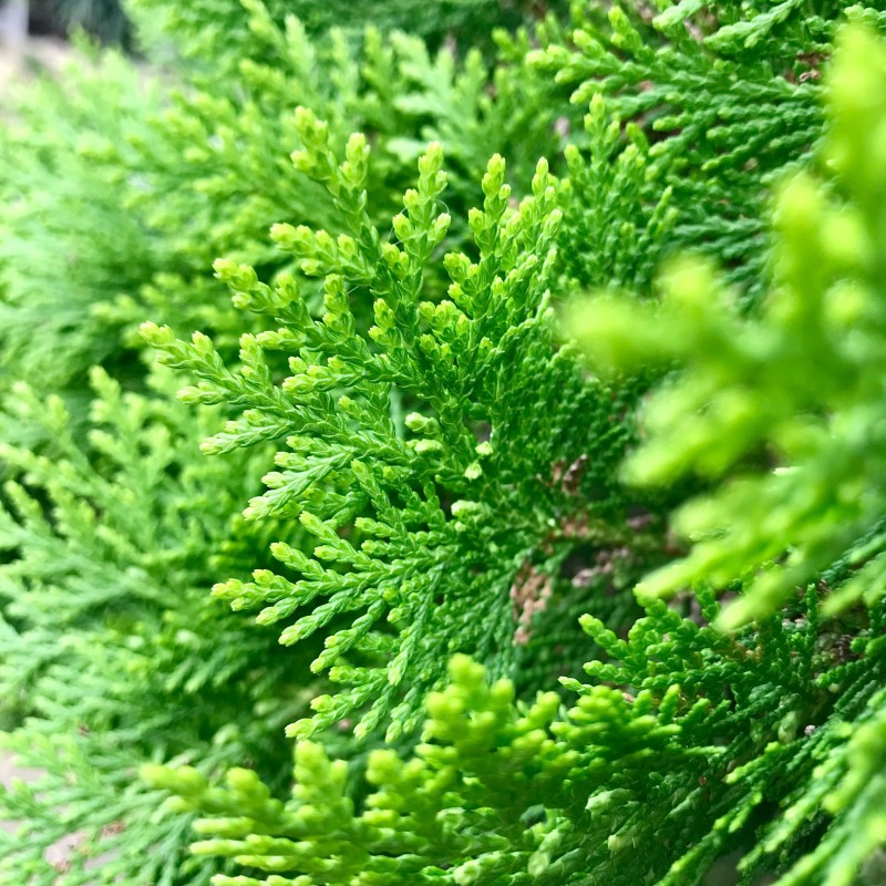 Thuja Smaragd 