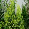 Thuja Yellow Ribbon