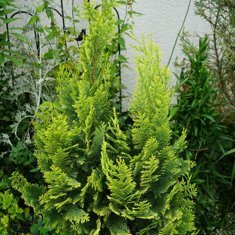 Thuja Yellow Ribbon