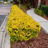  Ligustrum Aureum