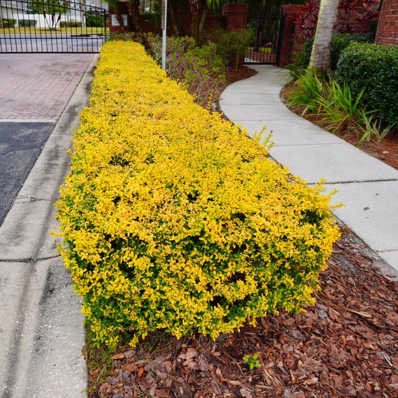  Ligustrum Aureum