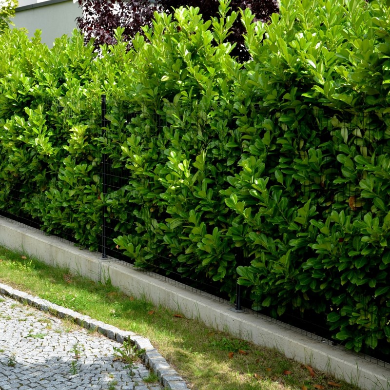 Prunus laurocerasus Caucasica