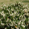  Prunus laurocerasus Otto Luyken 