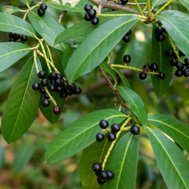  Prunus laurocerasus Otto Luyken 