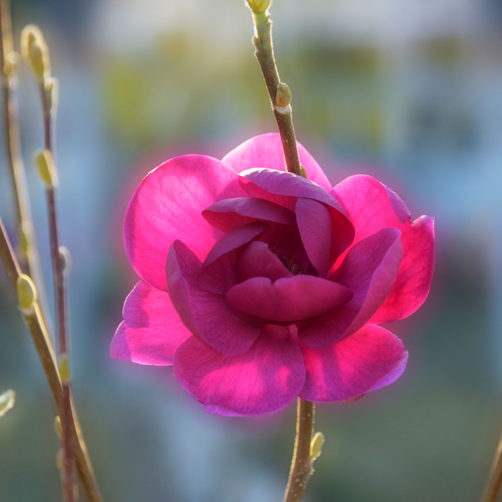 Magnolia Black Tulip