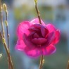 Magnolia Black Tulip