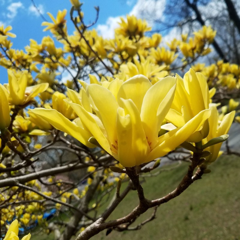 Magnolia Butterflies