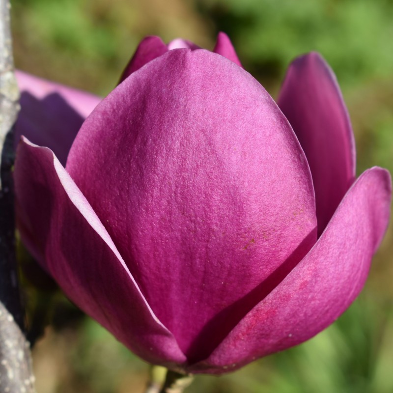 Magnolia Cleopatra