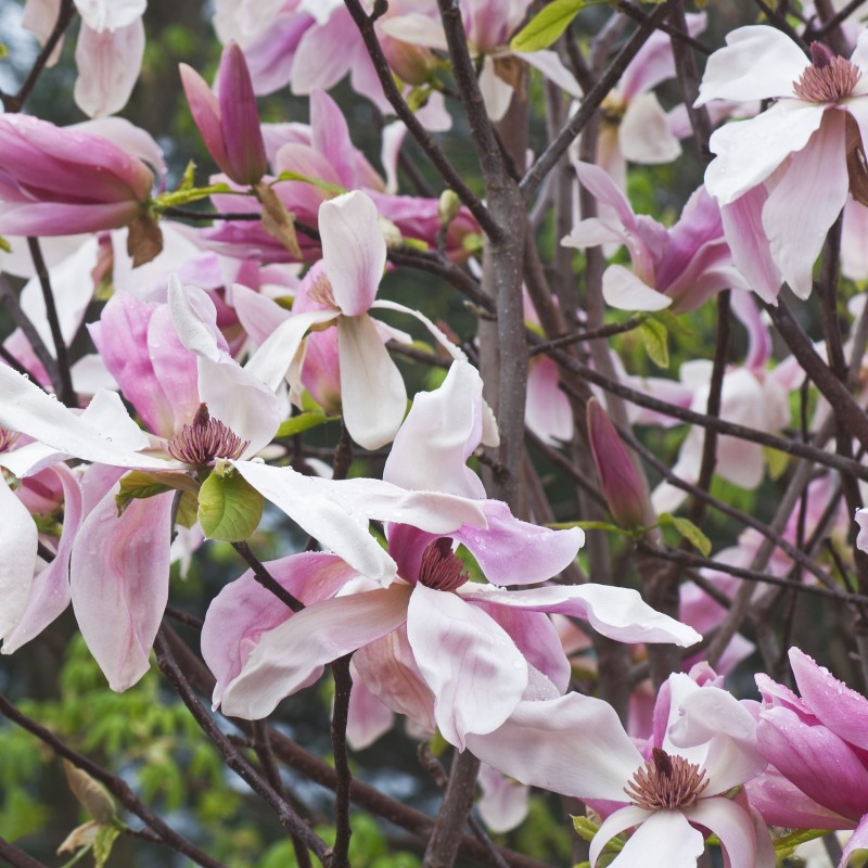Magnolia Daybreak