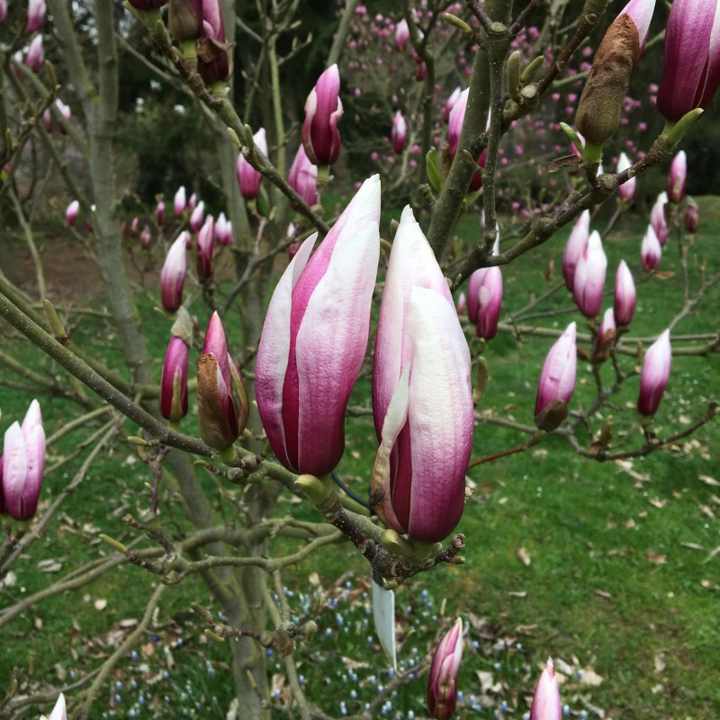 Magnolia Red Lucky