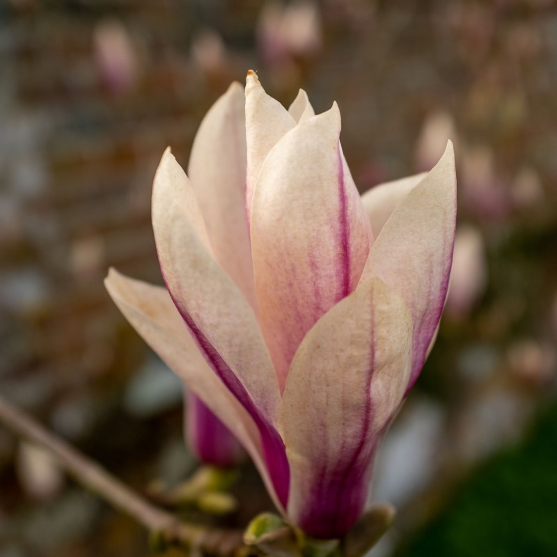 Magnolia Satisfaction