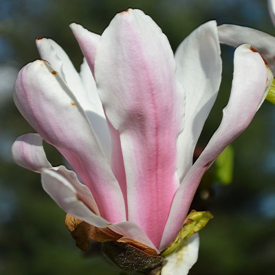 Magnolia soulangeana Picture