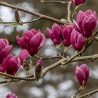Magnolia Theodora