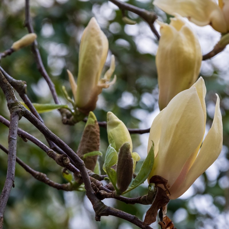 Magnolia Yellow Lantern