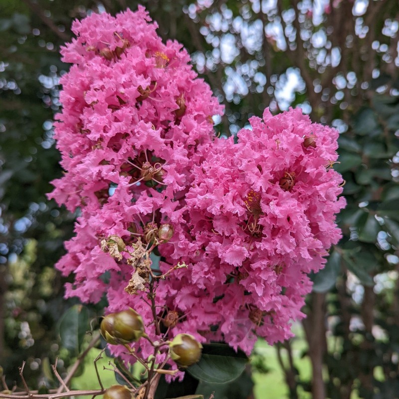 Liliac Indian Pink Velour