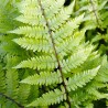 Athyrium filix femina Lady in Red