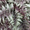 Athyrium niponicum Red Beauty