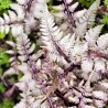 Feriga Athyrium niponicum Silver Falls