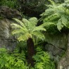 Dicksonia antarctica