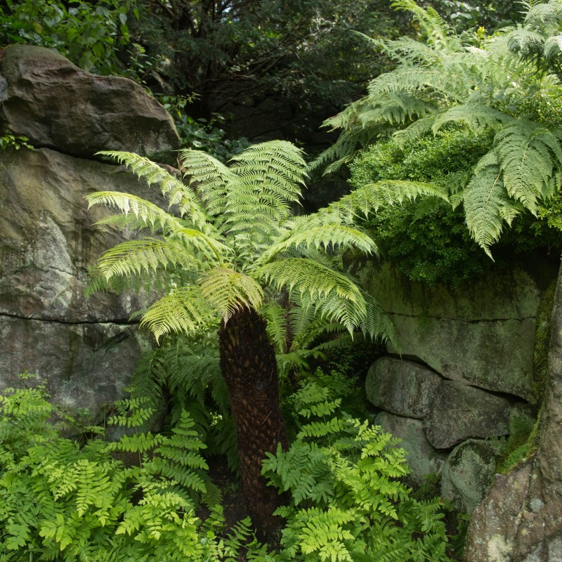 Dicksonia antarctica