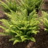Dryopteris atrata