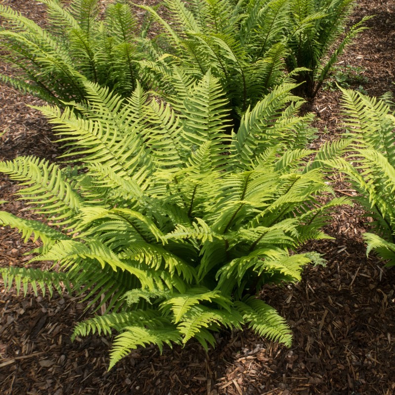 Dryopteris atrata