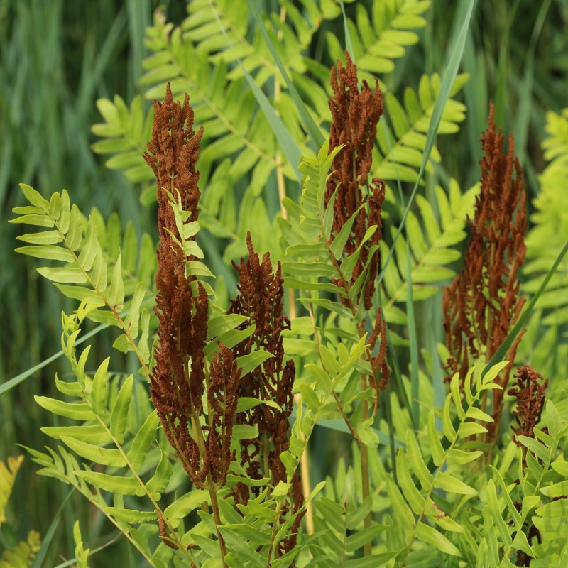 Osmunda regalis Purpurascens