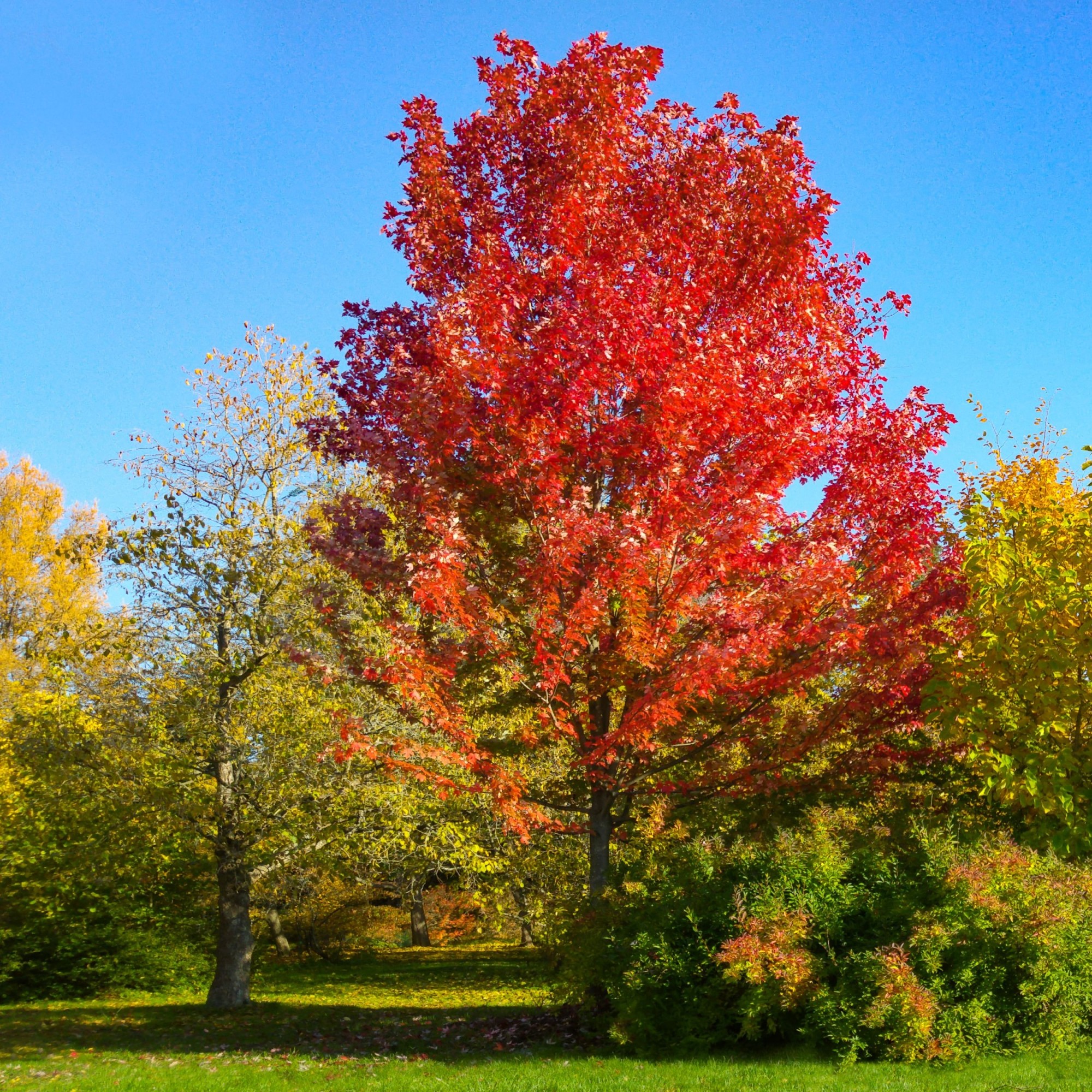Acer freemani Automn Blaze
