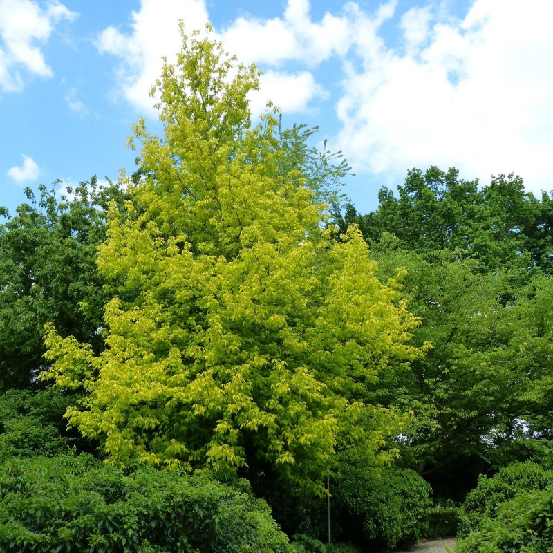 Odessanum Boxelder Maple
