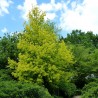 Odessanum Boxelder Maple