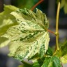 Artar Ornamental Leopoldii