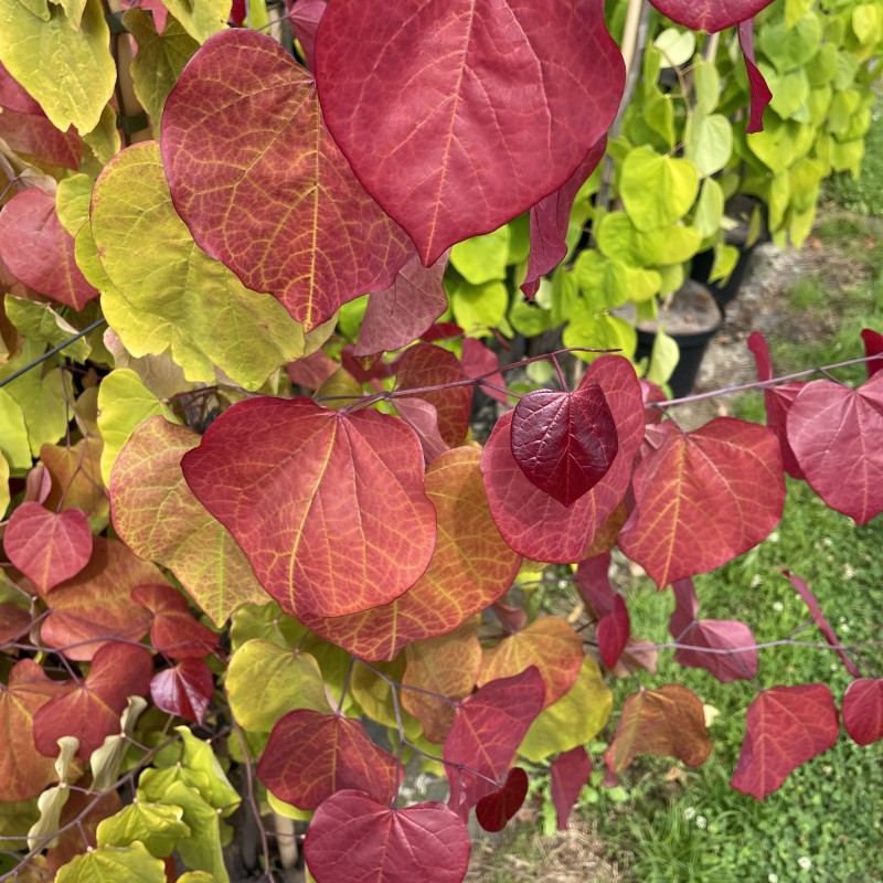 Arbore de Iudeea Eternal Flame