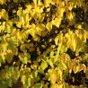 Arbore de Iudeea Hearts of Gold