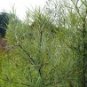 Maslin Rusesc