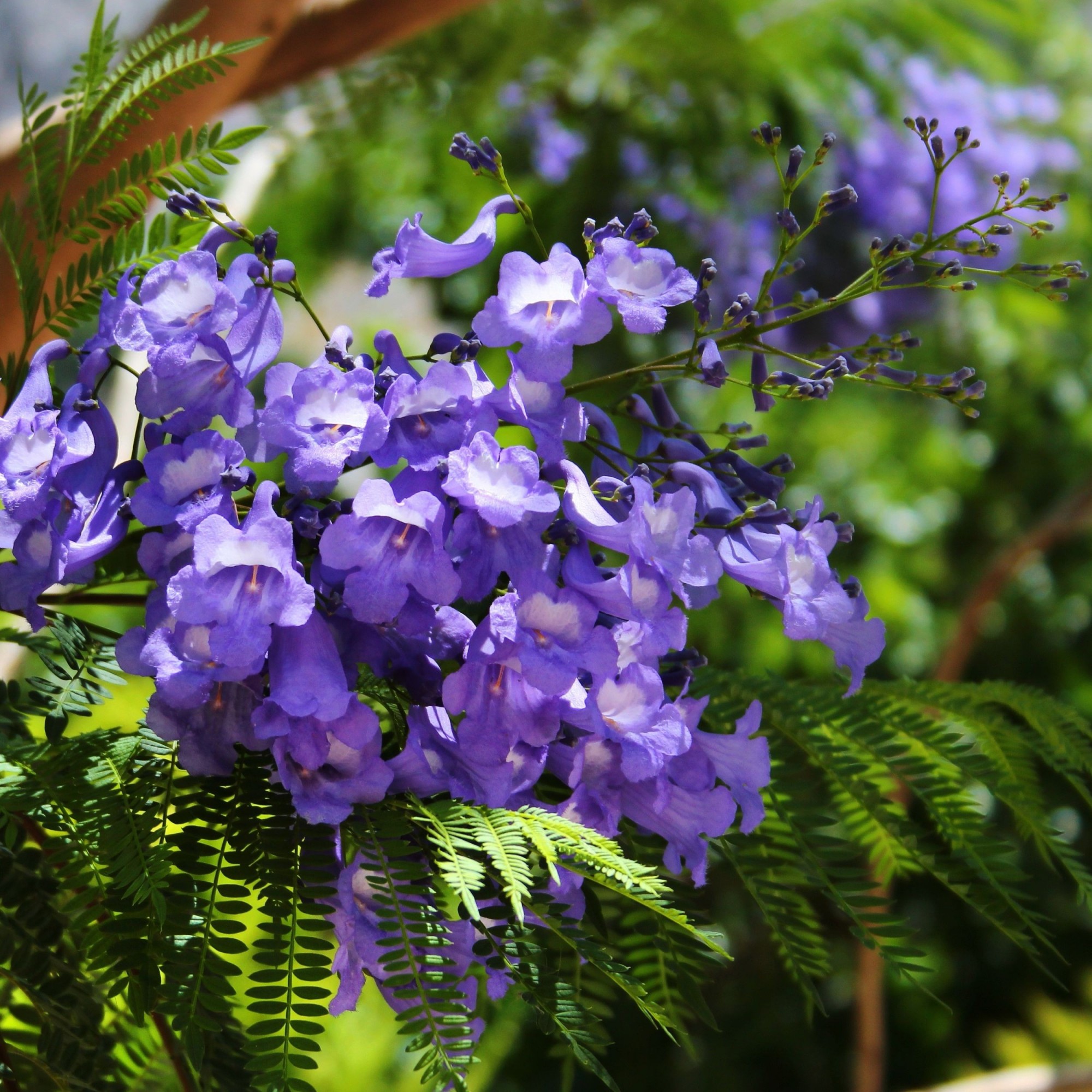 jacaranda-mimosifolia