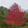 Arbore de guma Worplesdon