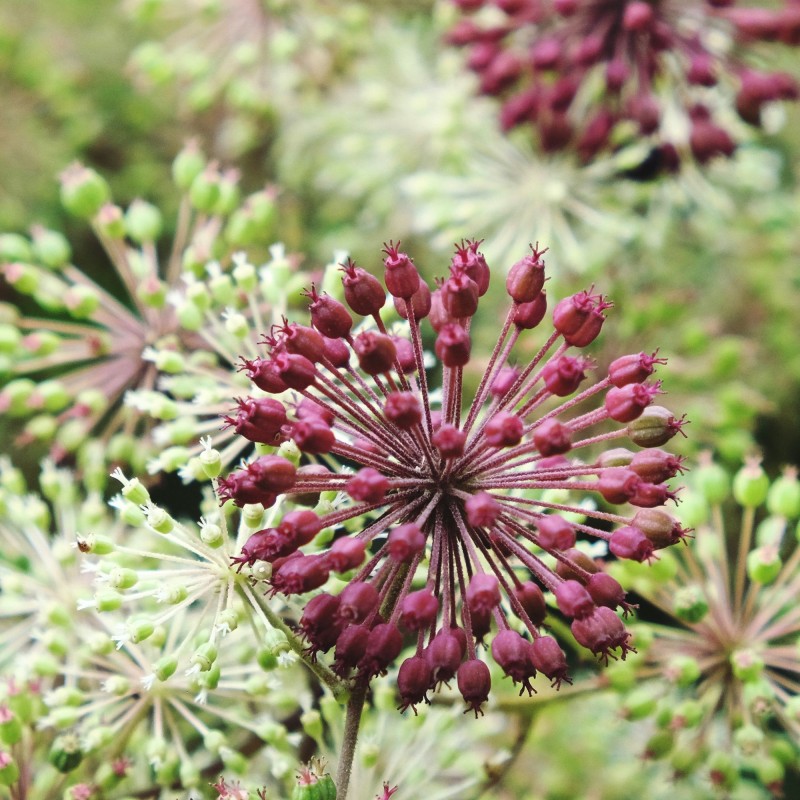 Aralia Sun King