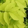 Aralia Sun King