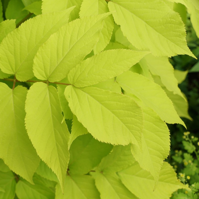 Aralia Sun King
