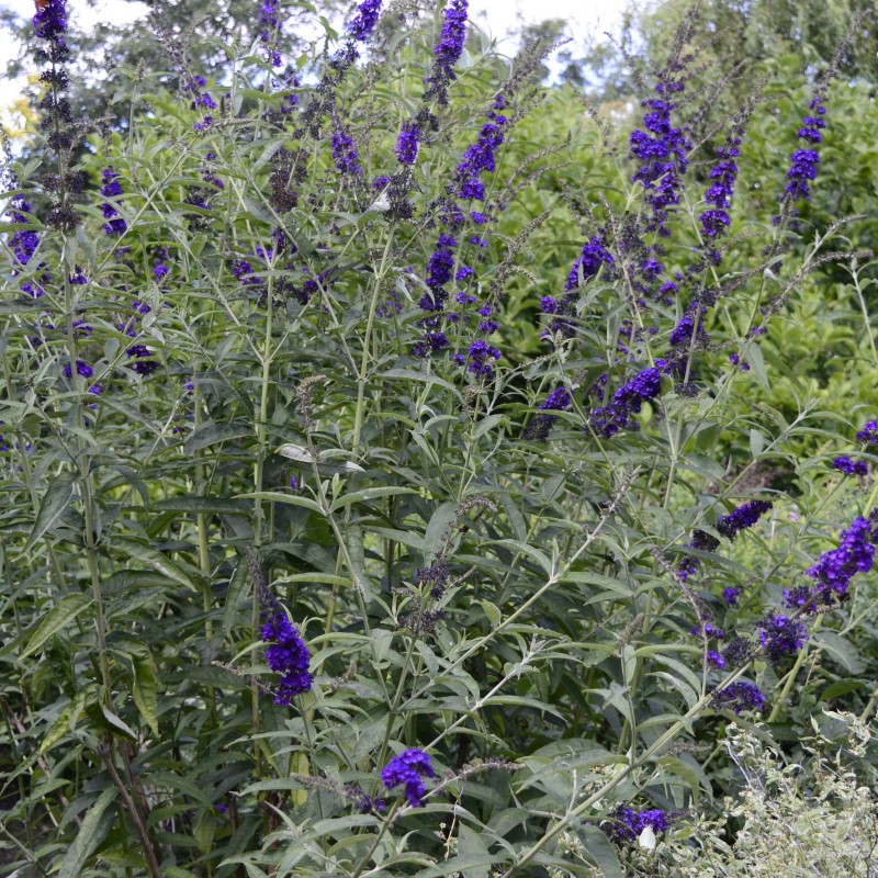 Buddleja Black Knight 