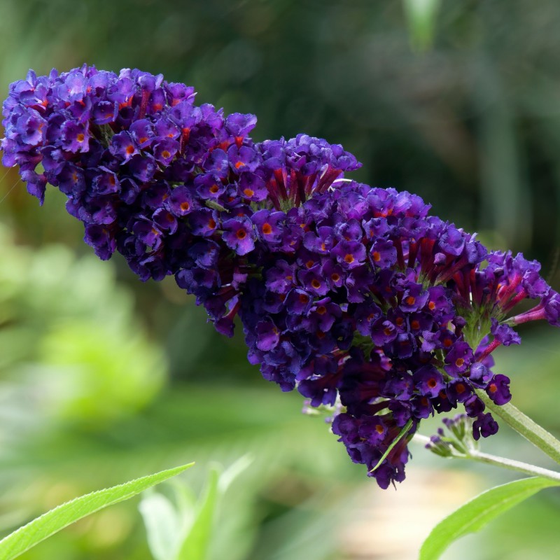 Buddleja Black Knight