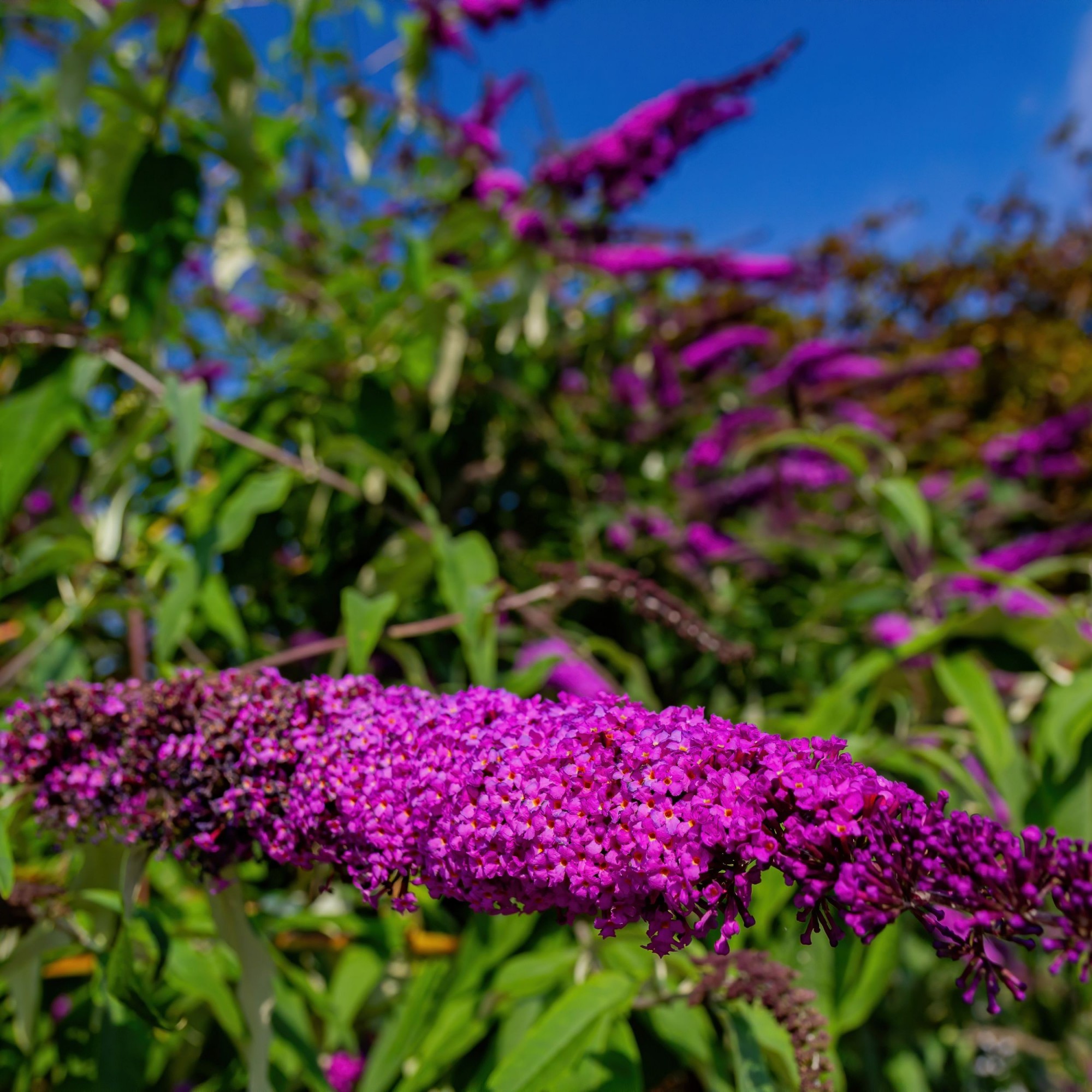 Buddleja Nanho Violet