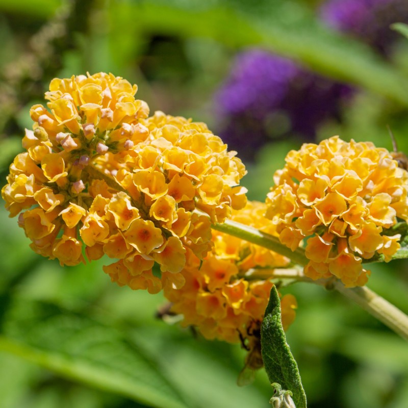 Buddleja weyeriana Sungold