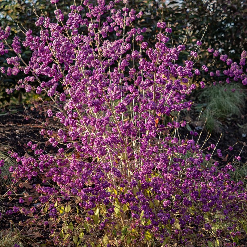 Callicarpa bodinieri Profusion 
